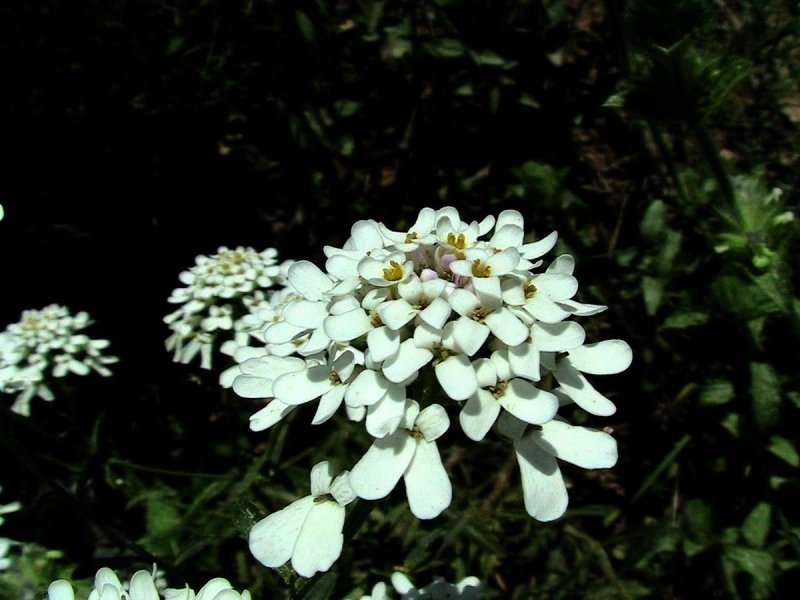 Iberis sempervirens l.