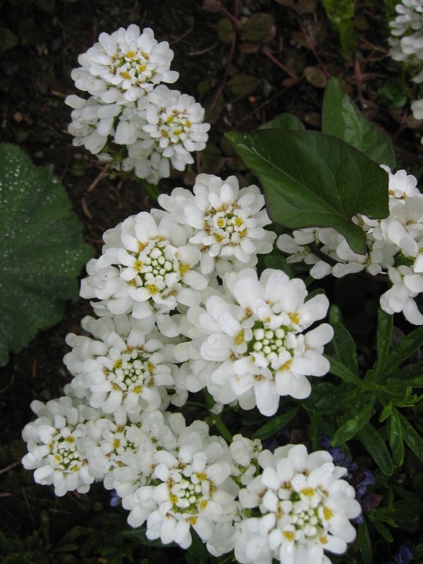 Иберис вечнозеленый — Iberis sempervirens