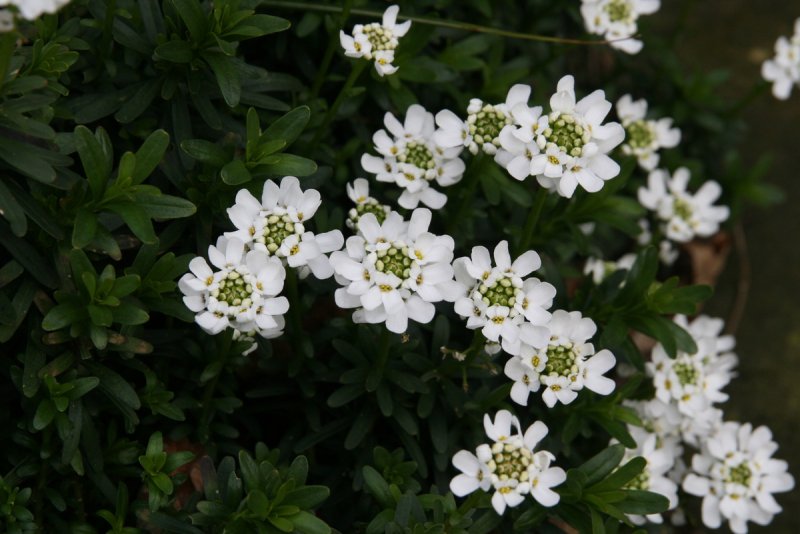 Иберис sempervirens
