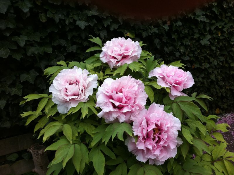 Пион древовидный (Paeonia suffruticosa Purple) c2