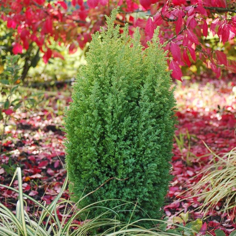 Кипарисовик Chamaecyparis lawsoniana Ellwood's Pillar