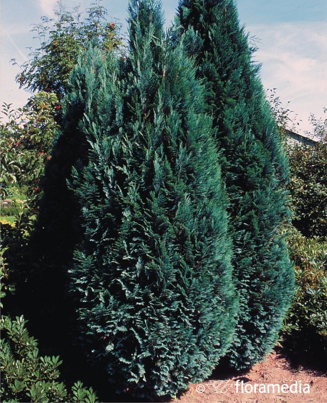 Кипарисовик Fernspray Gold