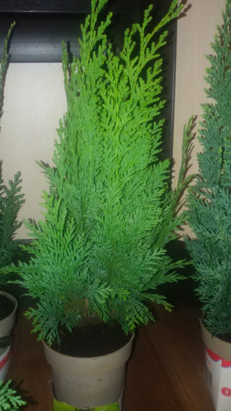 Chamaecyparis lawsoniana Alumigold