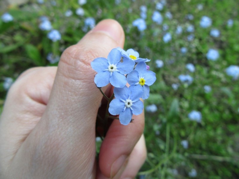 Незабудка Болотная "semperflorens"