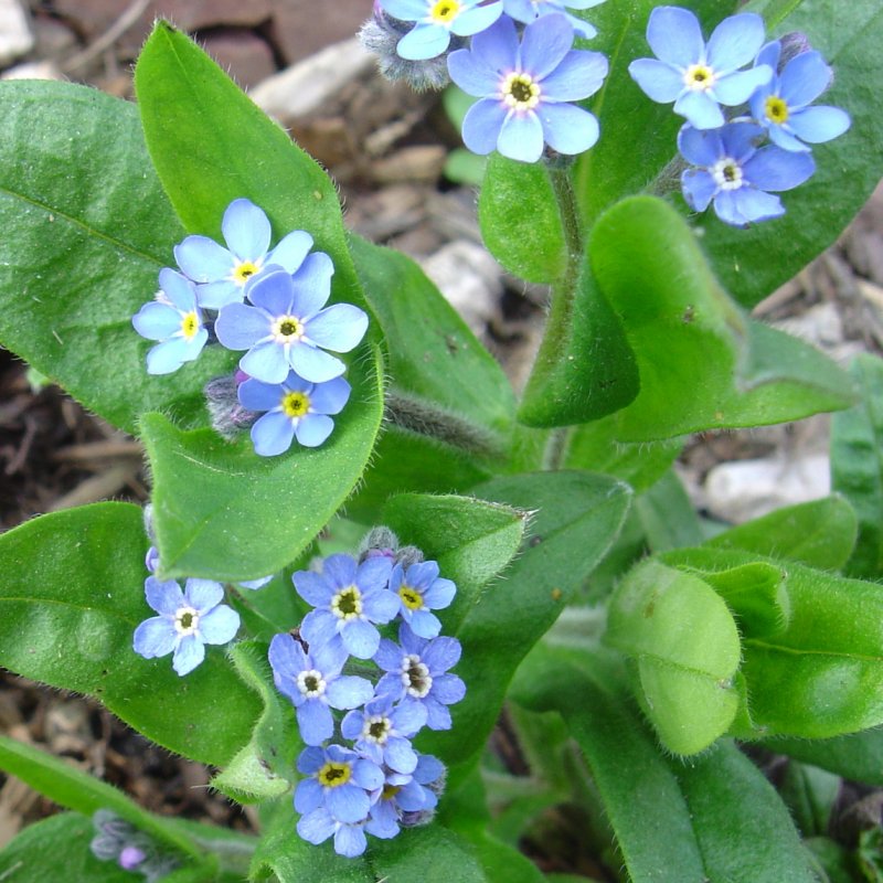 Myosotis terglouensis