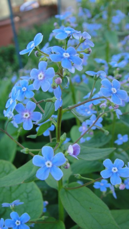 Незабудка Чекановского Myosotis czekanowskii