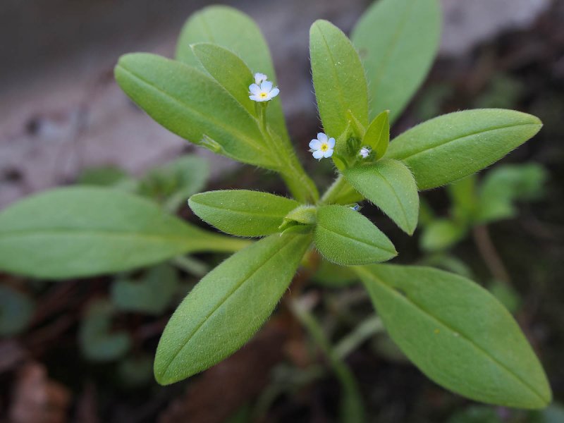 Myosotis sparsiflora