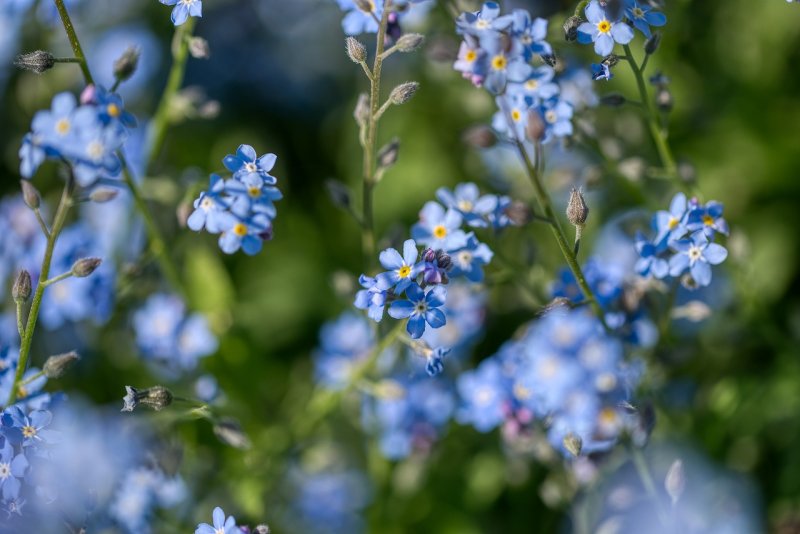 Незабудка Полевая (Myosotis arvensis)