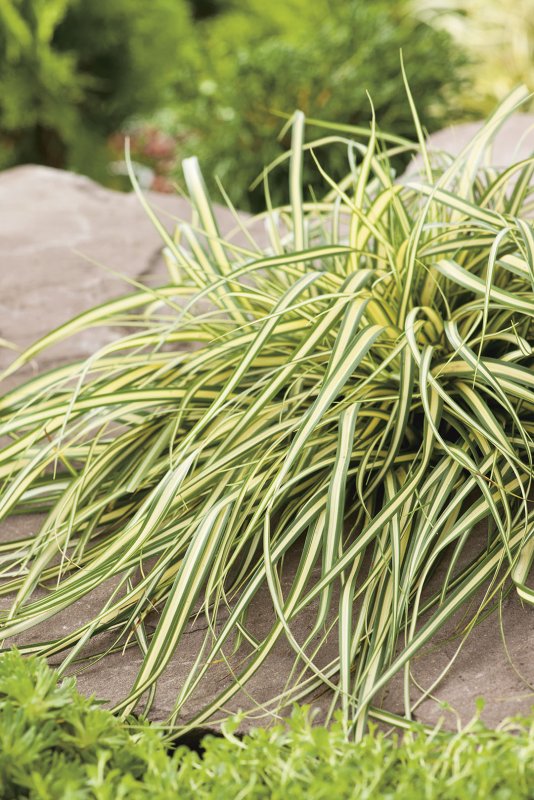 Осока Carex oshimensis Evergold
