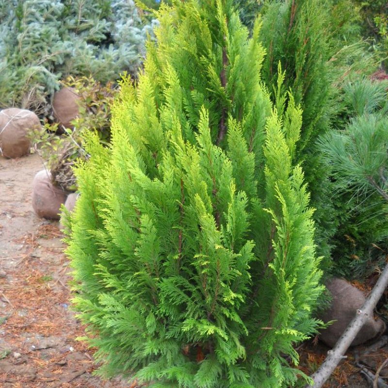 Chamaecyparis lawsoniana Alumigold