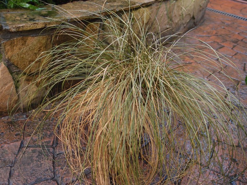 Carex flagellifera