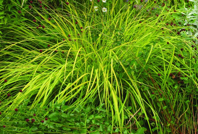 Осока elata Aurea