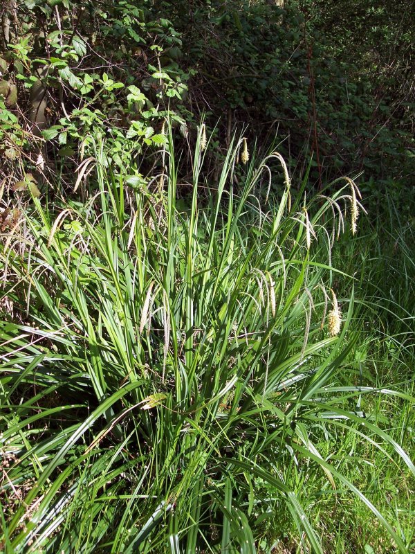 Осока висячая (Carex pendula)