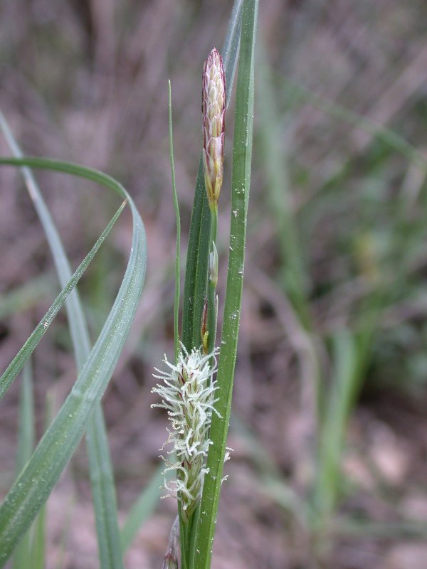 Carex Flacca