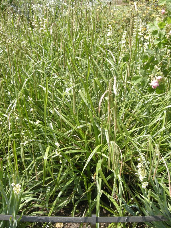 Осока Carex pendula