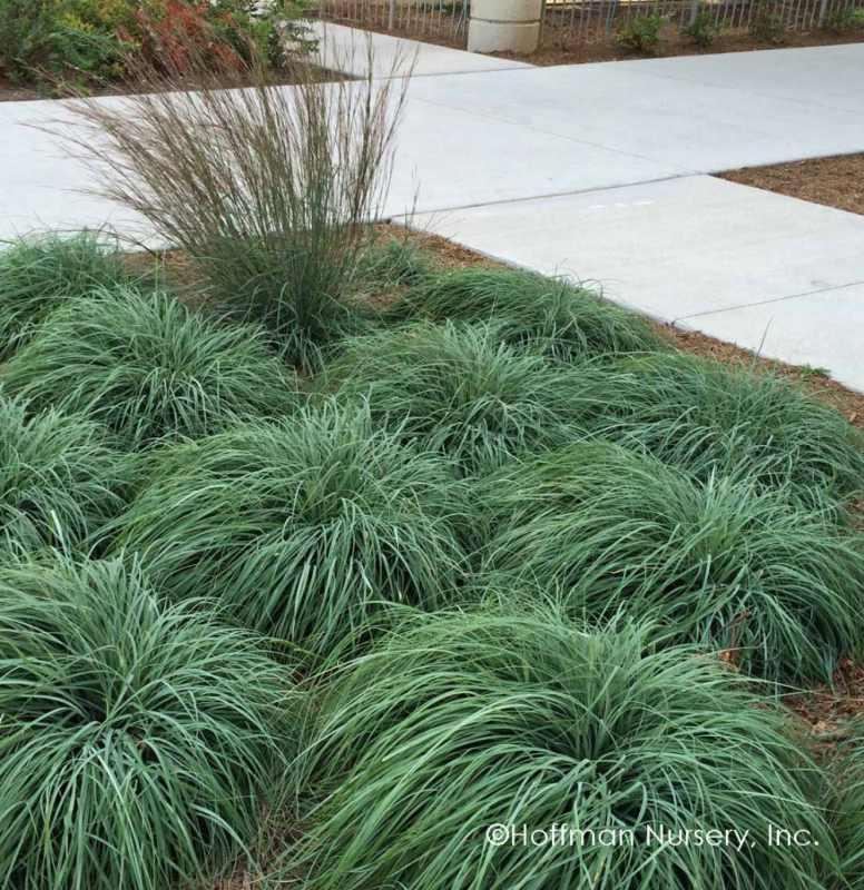 Осока сизая (Carex glauca)