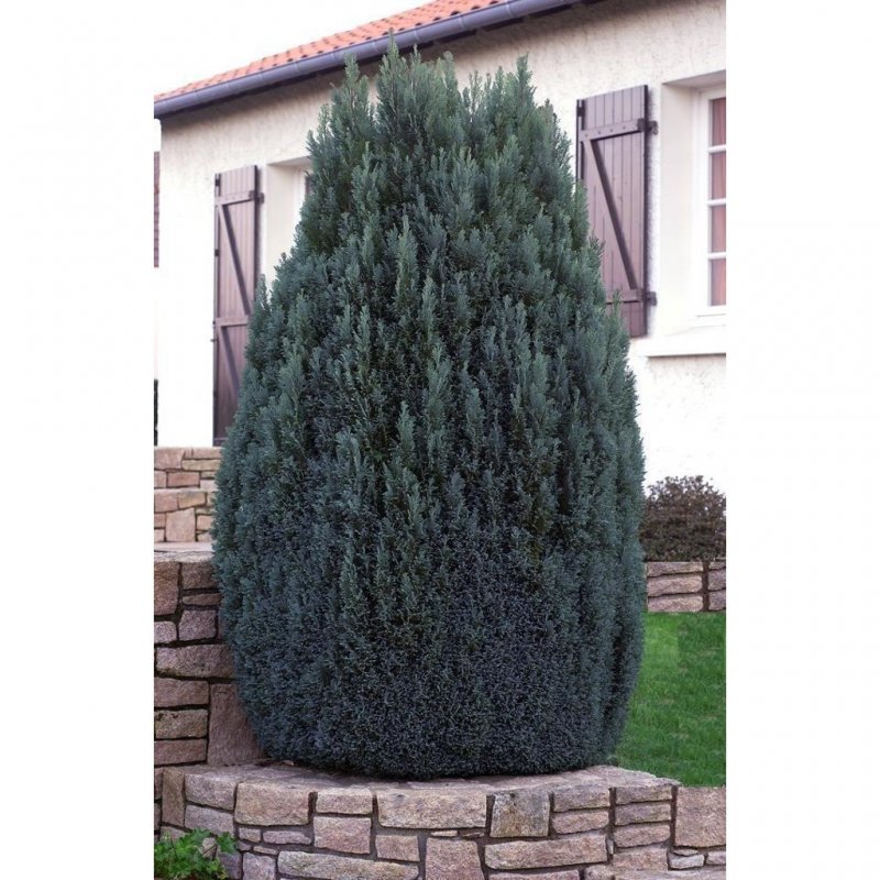 Chamaecyparis lawsoniana Ellwoodii