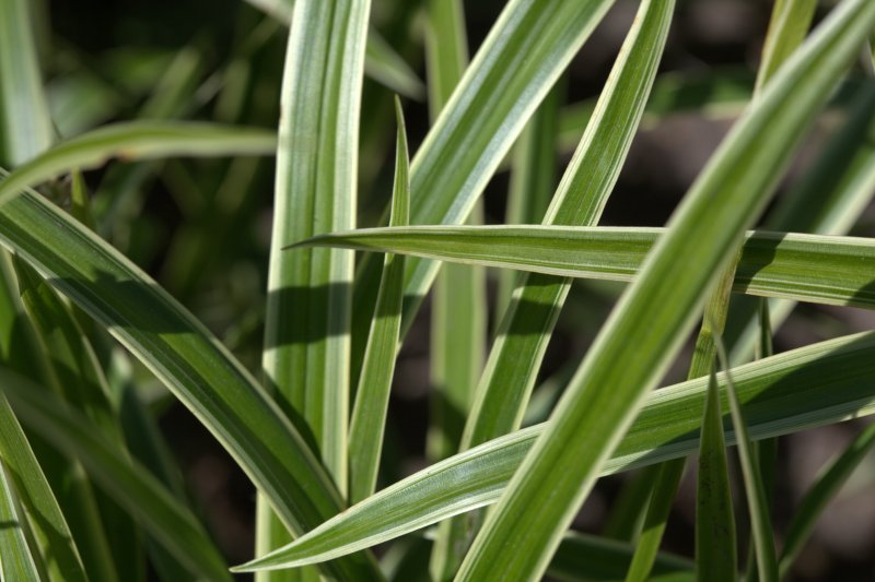 Осока Моррова (Carex morrowii)