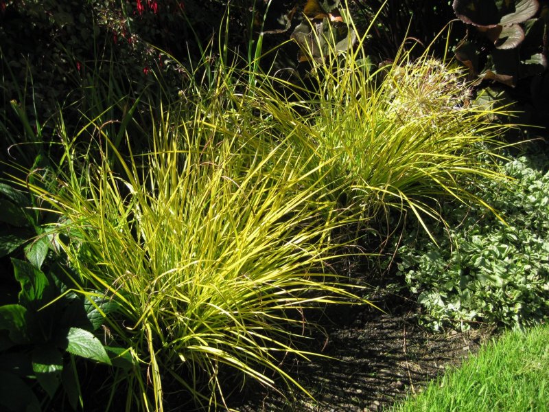 Осока elata Aurea