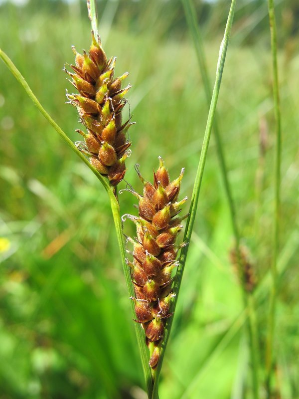 Осока волосистоплодная Carex lasiocarpa
