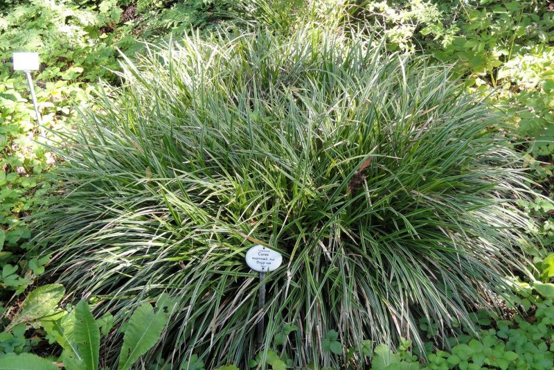Осока Морроу (Carex morrowii `Irish Green`)
