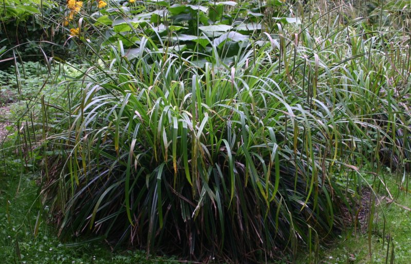 Осока Carex pendula