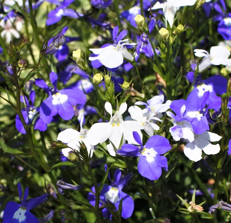 Lobelia erinus – лобелия эринус