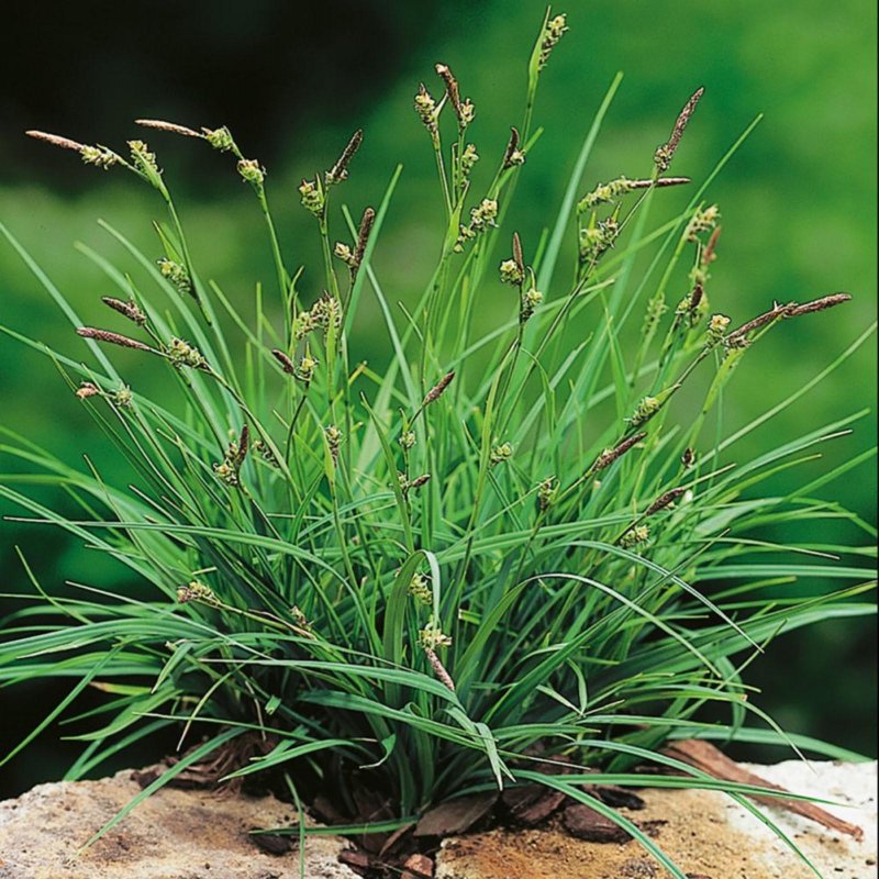 Carex panicea
