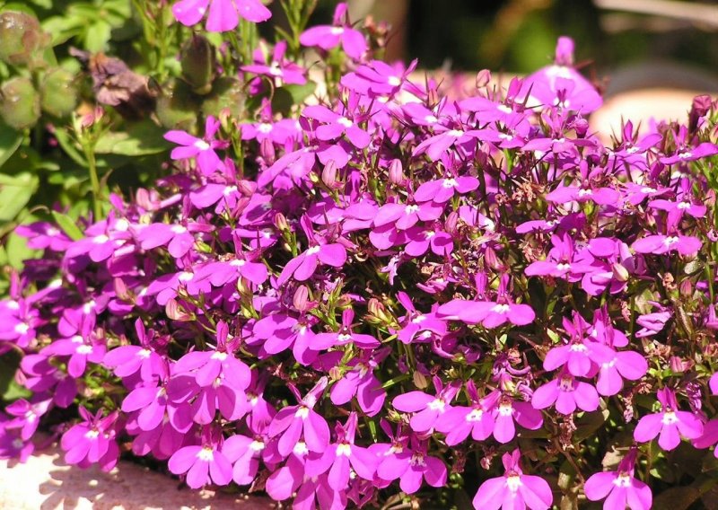 Лобелия ежевидная (Lobelia erinus)