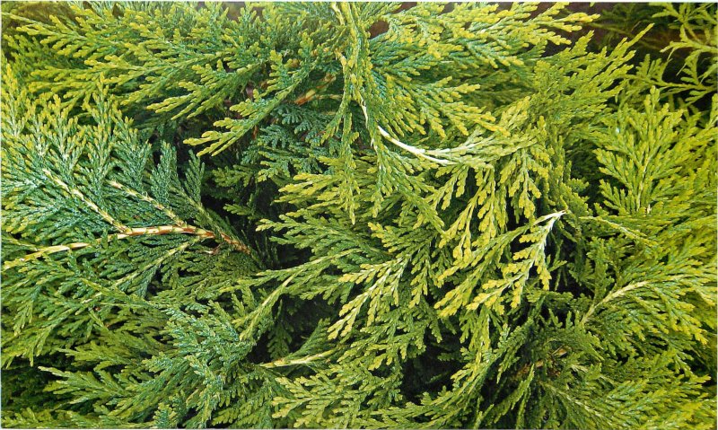 Chamaecyparis lawsoniana Sunkist