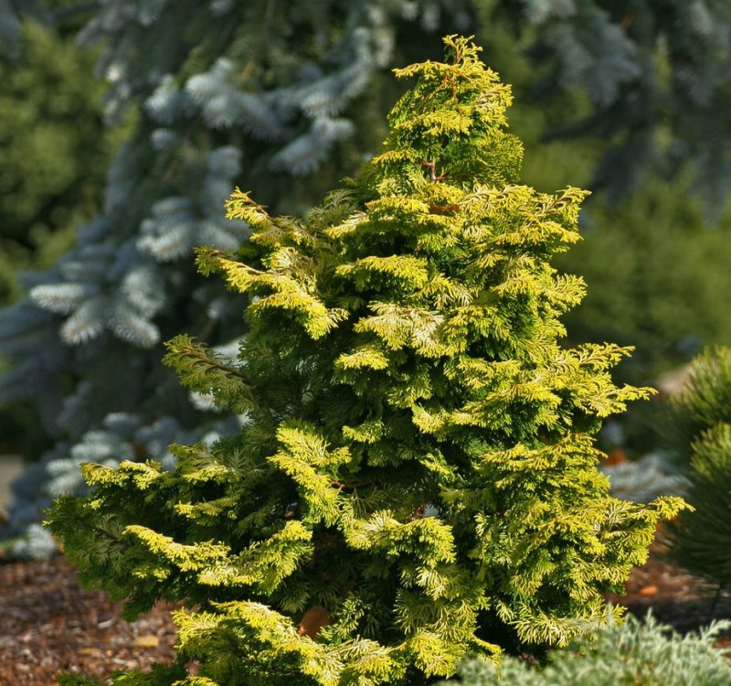 Chamaecyparis obtusa