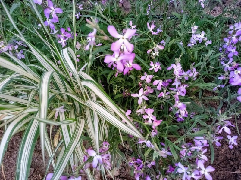 Маттиола bicornis