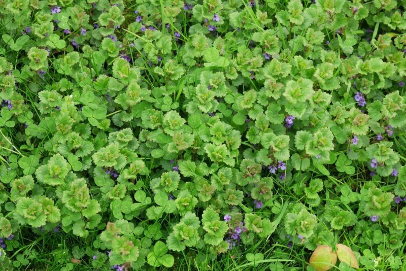 Будра плющевидная (Glechoma hederacea)