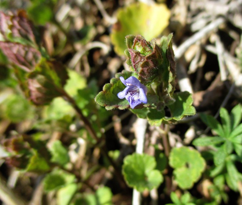 Будра плющевидная (Glechóma hederácea `variegata`)