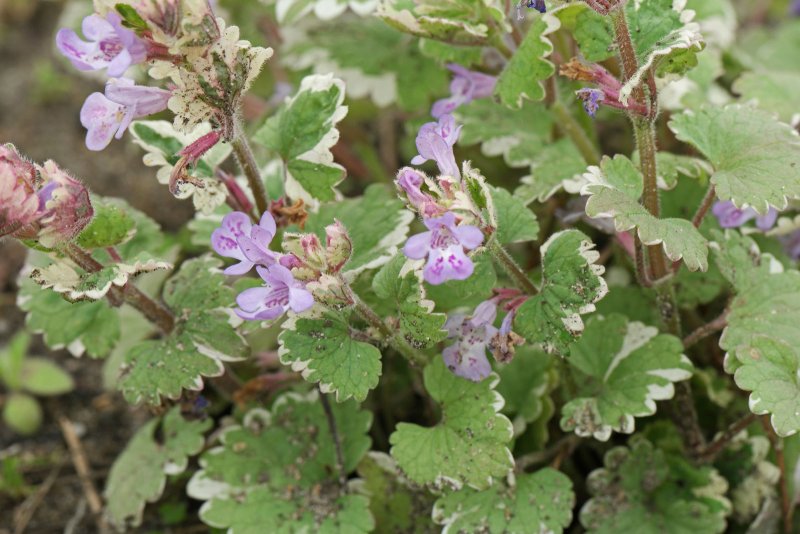 Будра плющевидная (Glechóma hederácea `variegata`)