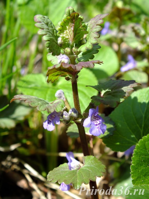 Будра hederacea