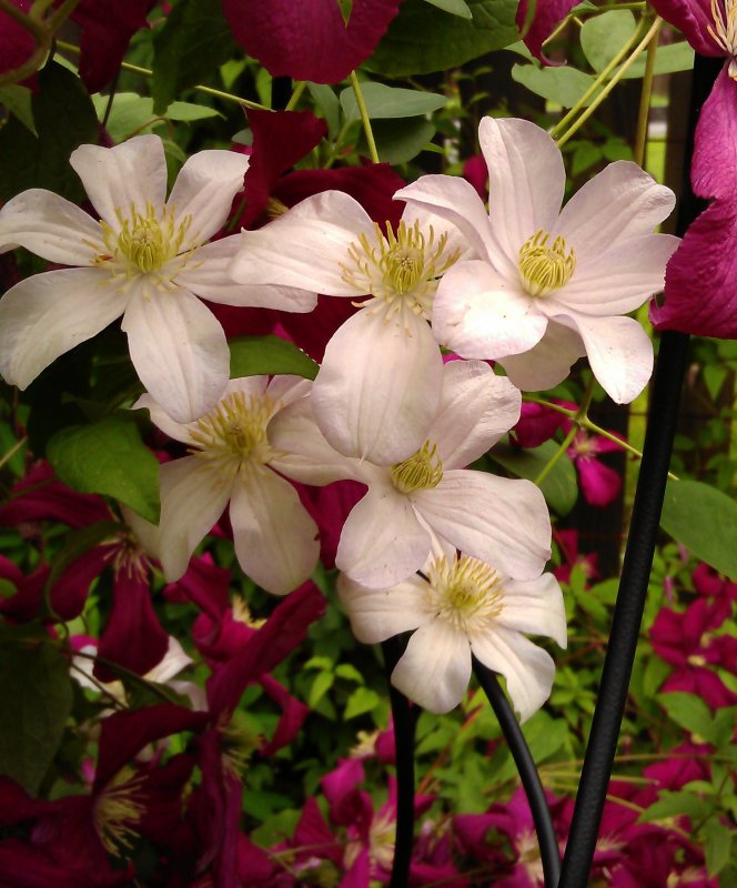 Клематис (Clematis Huldine)