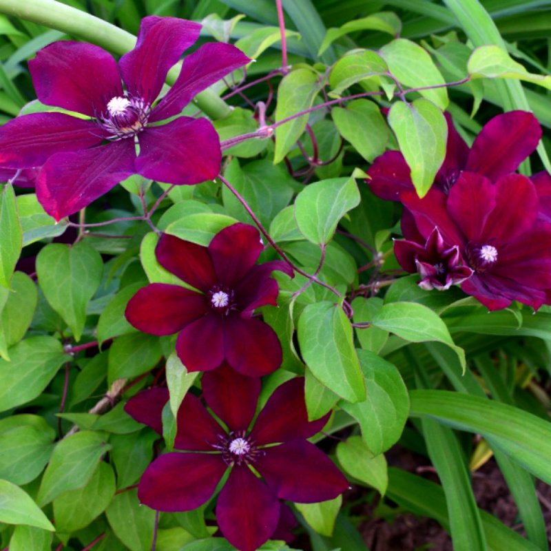 Violet Surprise клематис