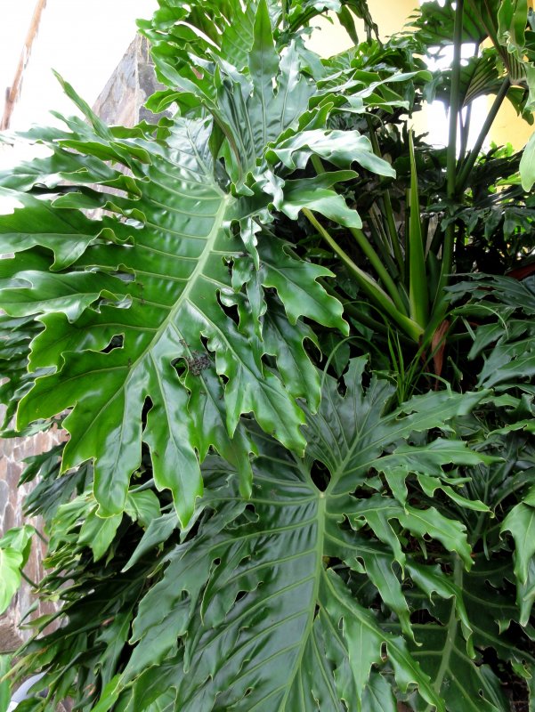 Филодендрон bipinnatifidum