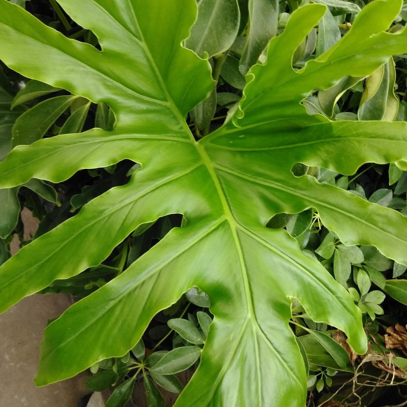 Филодендрон erubescens
