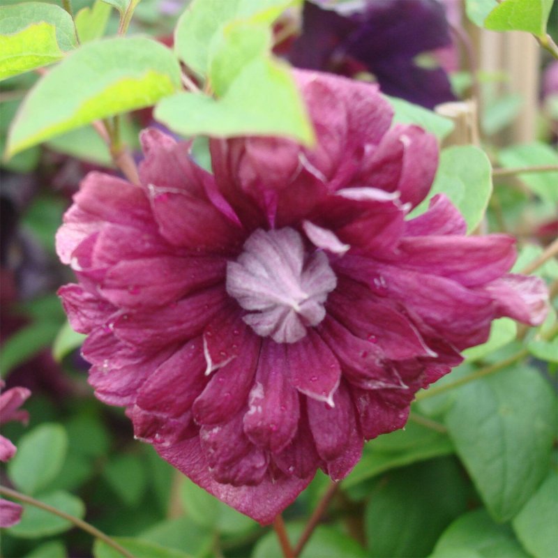 Клематис purpurea elegans