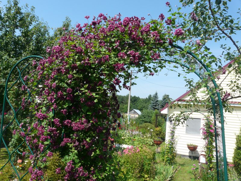 Клематис purpurea Plena