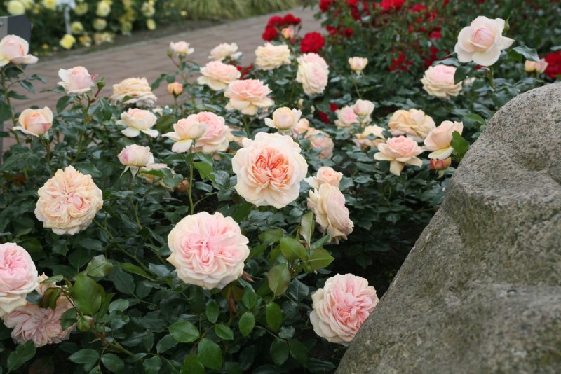 Garden of Roses роза Кордеса