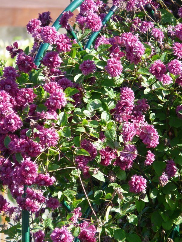 Клематис purpurea Plena elegans
