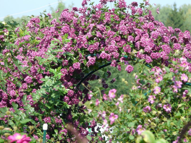 Клематис purpurea Plena elegans и роза