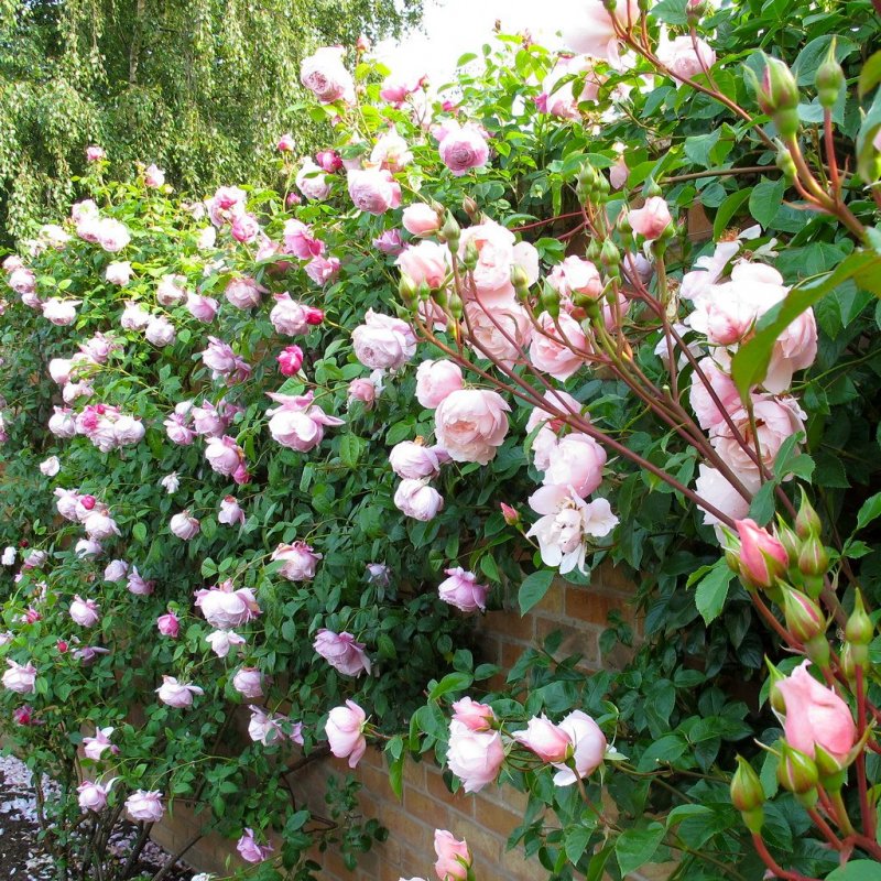 Кл057-1 Garden