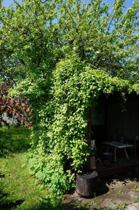 Лимонник китайский кустарник