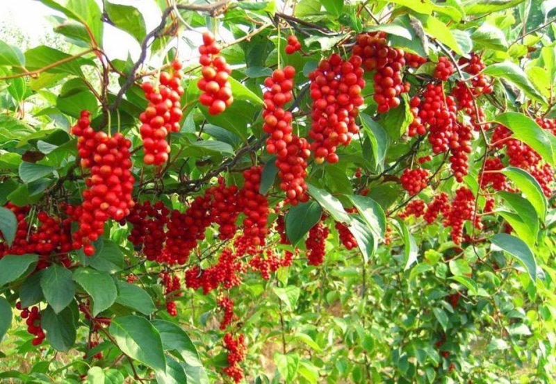 Лимонник китайский (Schisandra chinensis)