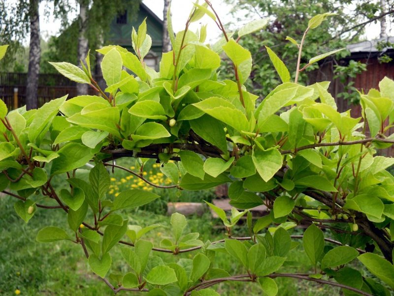 Лимонник Дикая айва