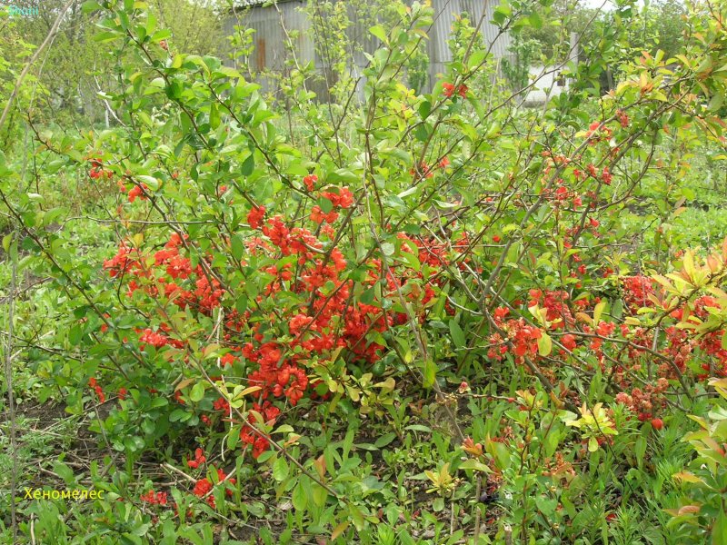 Лимонник китайский (Schisandra chinensis)